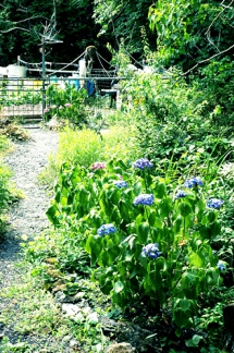 風景写真　京都　体験