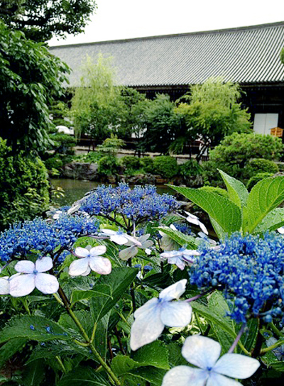 蓮華王院三十三間堂　京都　舞妓